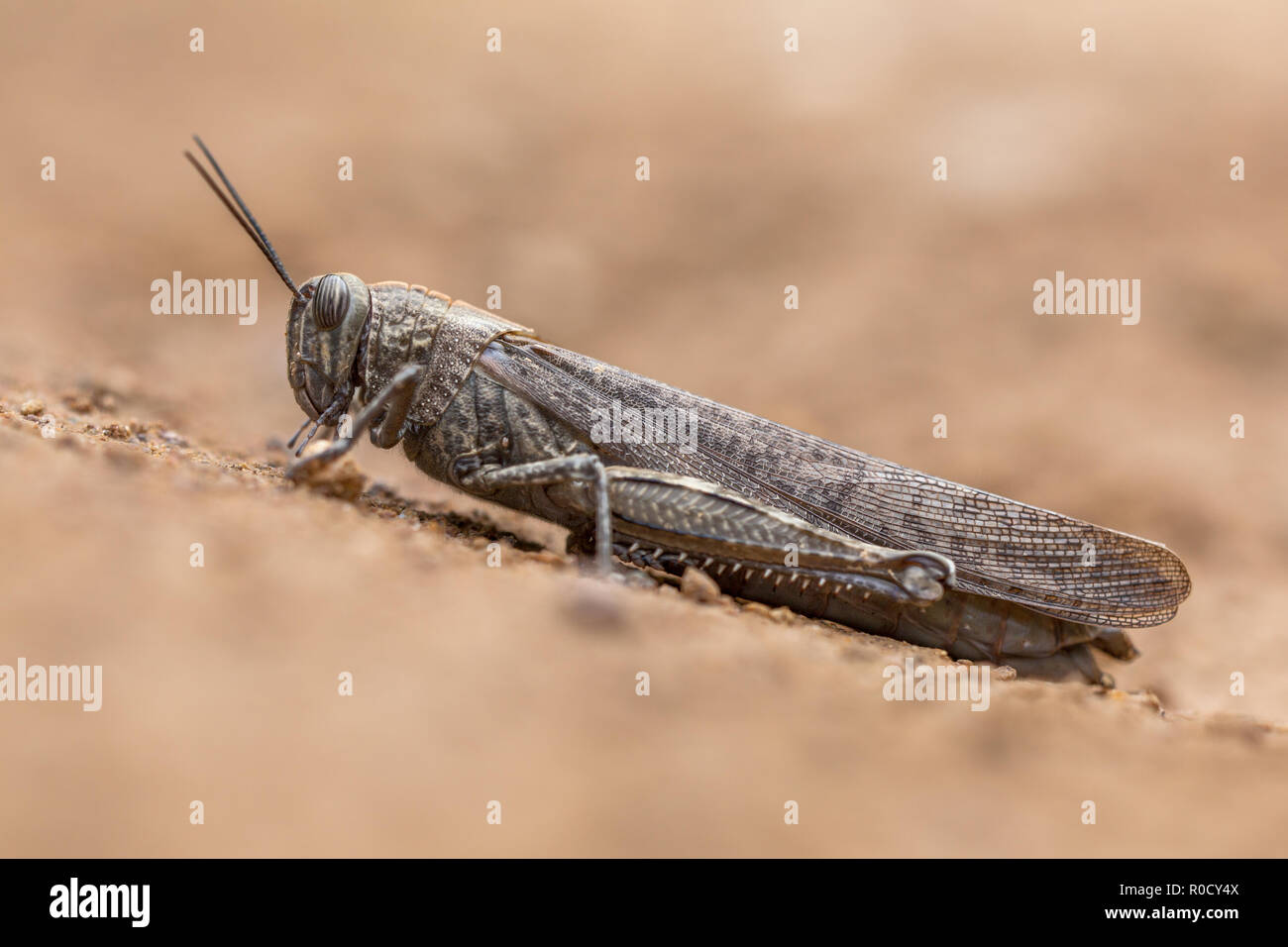 La locusta migratoria (Locusta migratoria) è la più diffusa delle specie di locusta. Essa si verifica in tutta l Africa, Asia, Australia e Nuova Zelanda Foto Stock