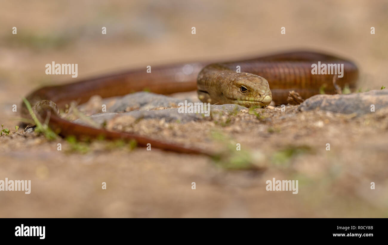 Il sheltopusik, scheltopusik o unione legless lizard (Pseudopus apodus) è un grande vetro lizard trovati dall'Europa meridionale e l'Asia centrale. Foto Stock
