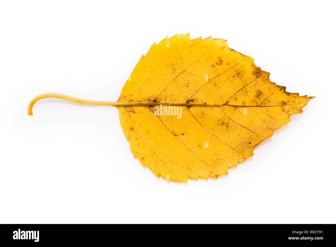 Giallo Foglie di betulla in colori autunnali isolati su sfondo bianco Foto Stock