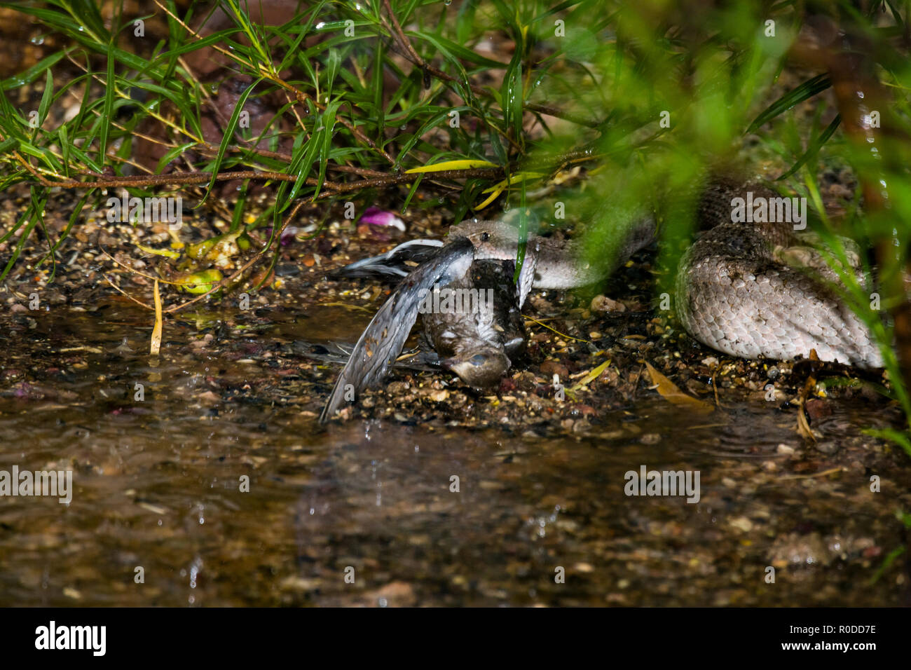 Un Western Diamondback rattlesnake (Crotalus atrox) rondini una mattina Colomba (Zenaida macroura) durante un acquazzone di monsone. (Arizona) Foto Stock