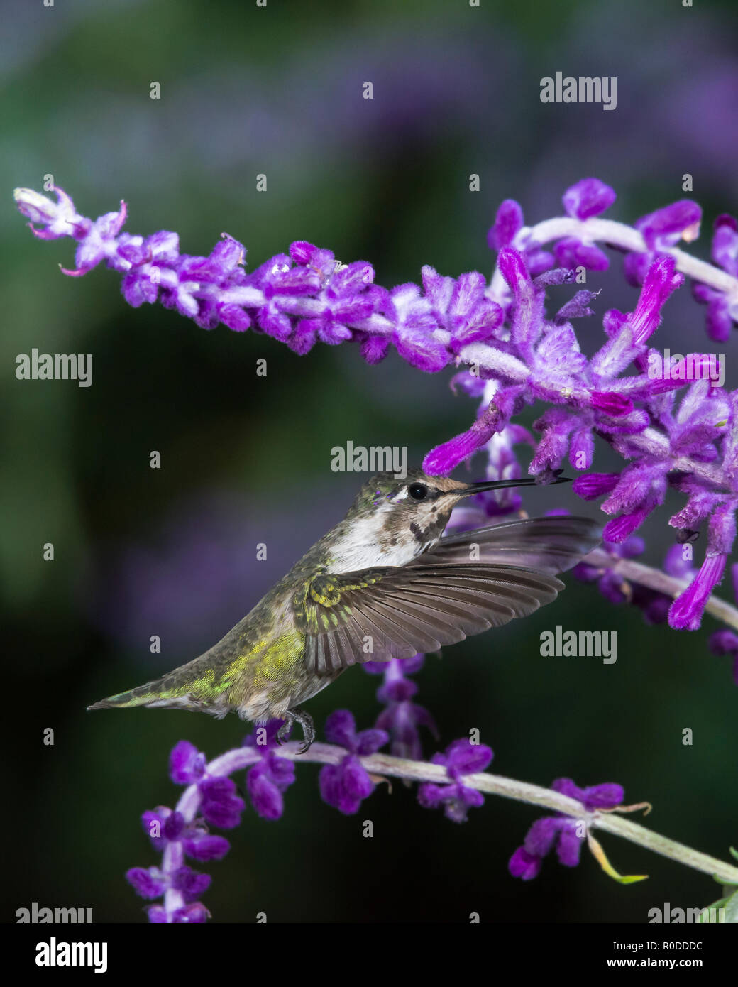 Maschio immaturo Costa's Hummingbird (Calypte costae) alimentazione sul messicano salvia (Salvia leucantha). Tucson Foto Stock