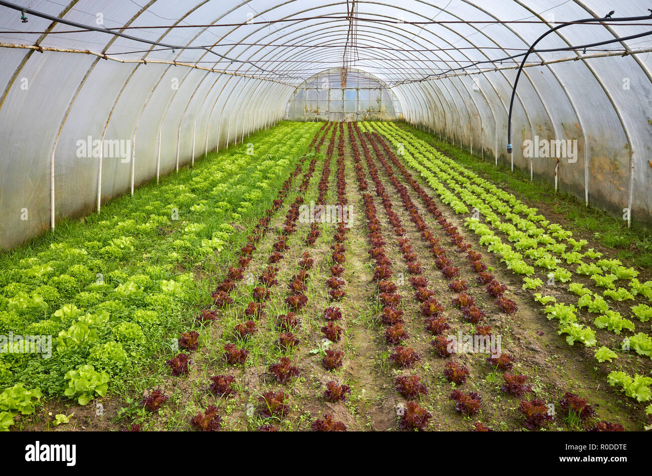 Tradizionale serra organico interno. Foto Stock