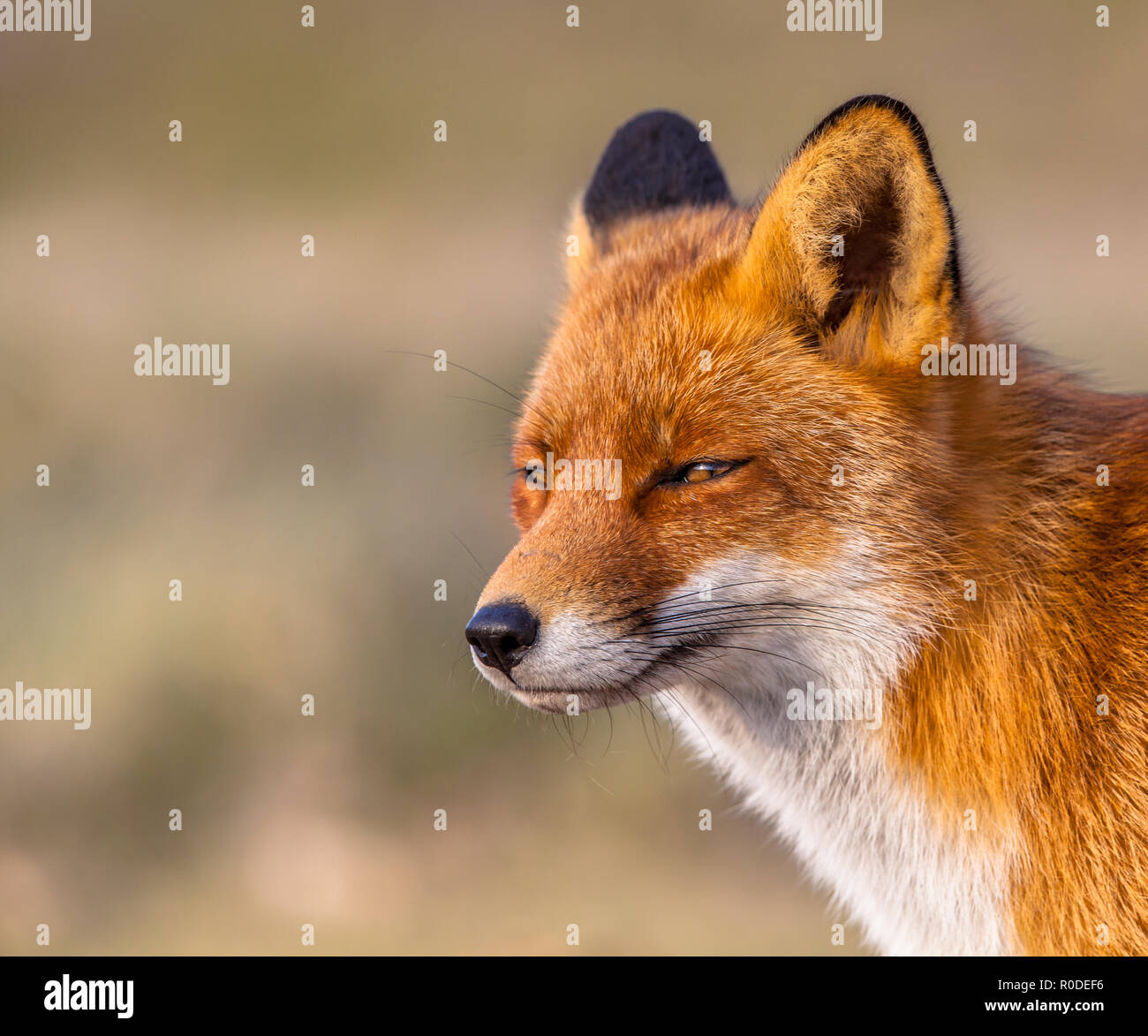 Ritratto di una sonnolenta cercando red fox (Vulpes vulpes vulpes) alla ricerca di un posto di riposo in ambiente naturale. Il bellissimo animale selvatico del deserto. Foto Stock