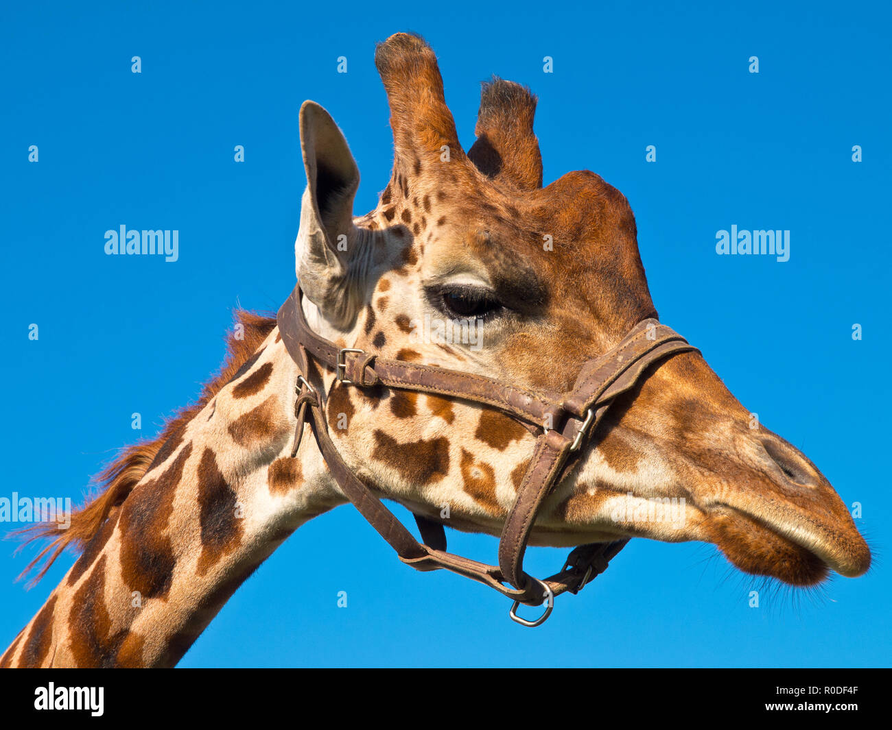 Testa di giraffa guardando a destra Foto Stock