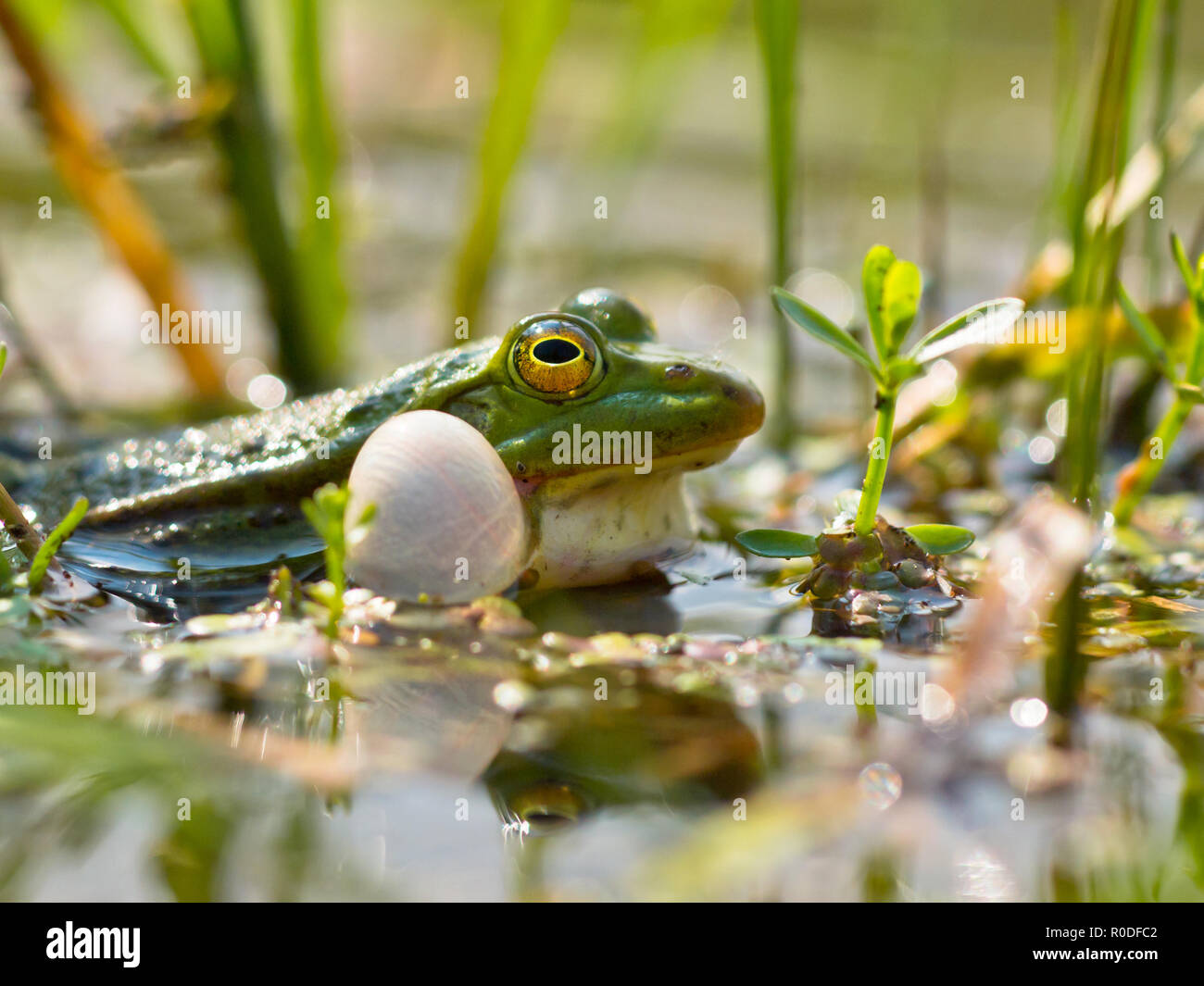 Primo piano dei maschi di rana verde gracchia per un partner Foto Stock