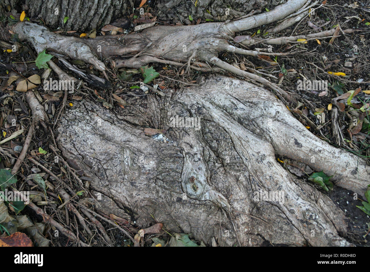 Foto di radici proveniente attraverso la sporcizia in corrispondenza della base di un albero. Foto Stock