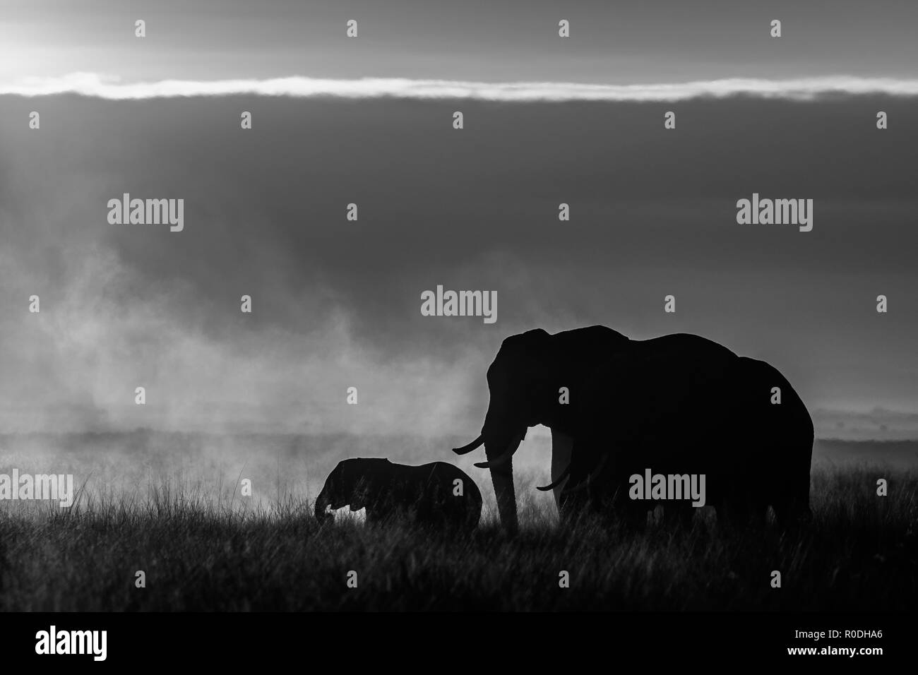 Questa immagine di un elefante è presa in corrispondenza di Amboseli in Kenya. Foto Stock