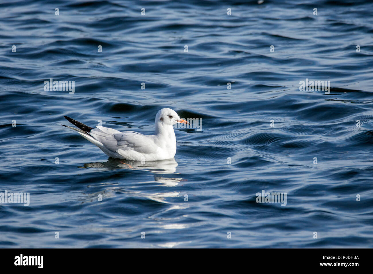 Immagine di un gabbiano bianco swinging sulle onde Foto Stock