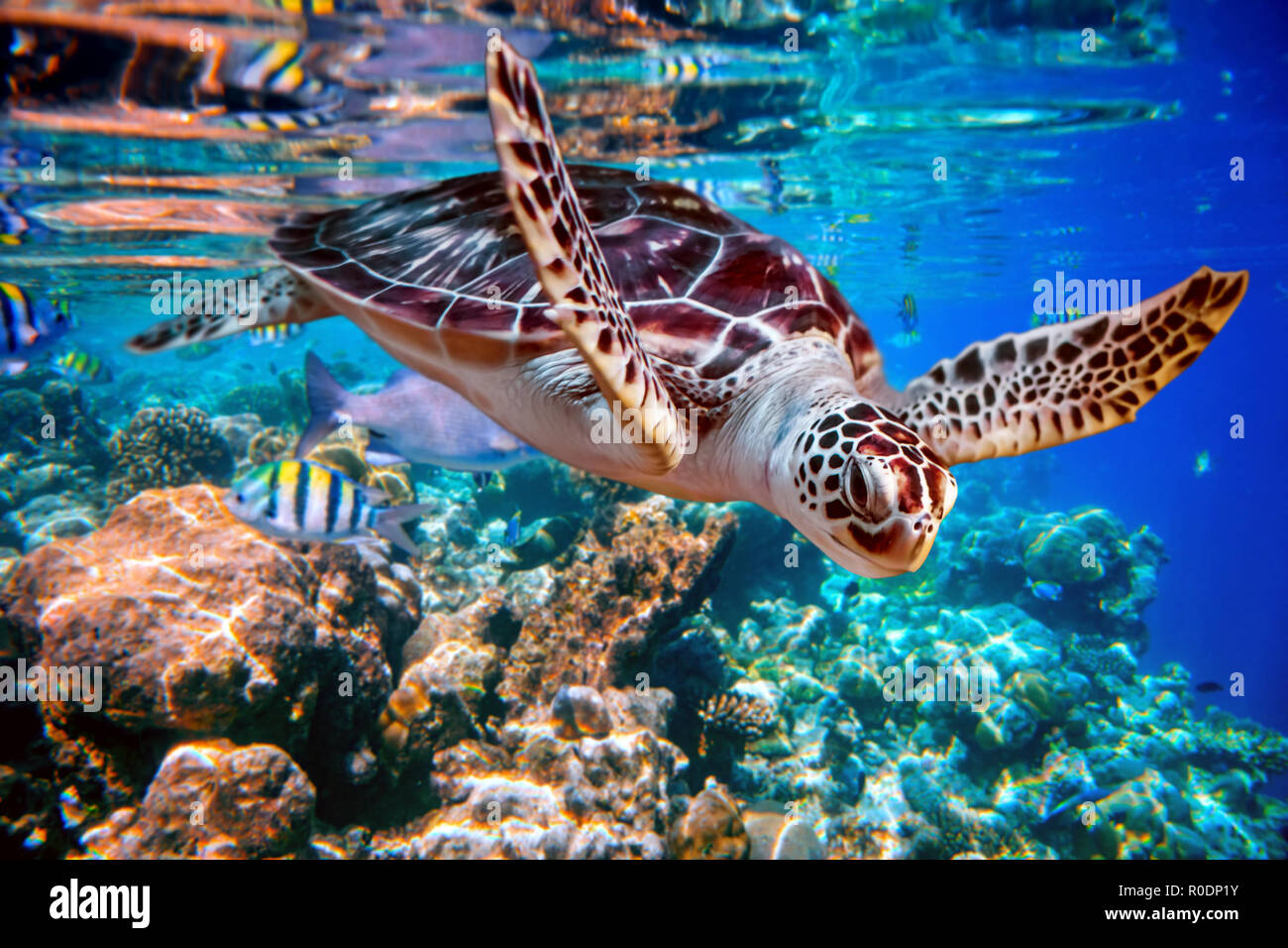 Sea Turtle nuota sotto l'acqua sullo sfondo delle barriere coralline. Maldive Oceano Indiano Coral reef. Foto Stock