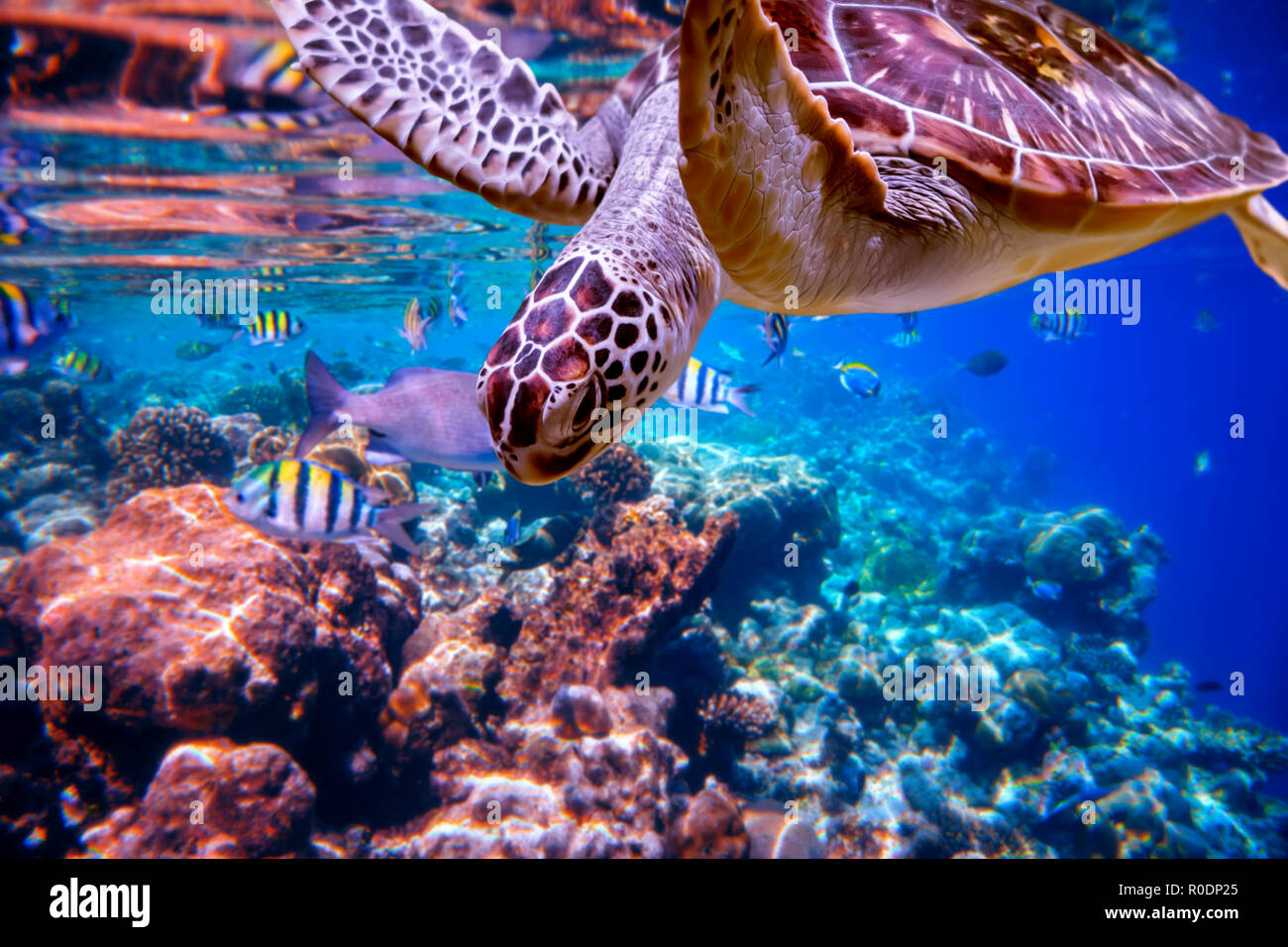 Sea Turtle nuota sotto l'acqua sullo sfondo delle barriere coralline. Maldive Oceano Indiano Coral reef. Foto Stock