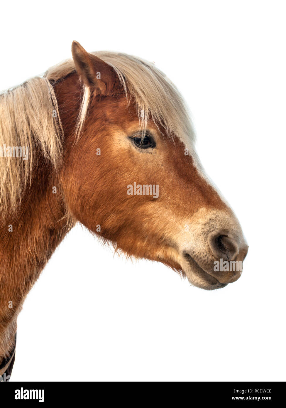 Testa di un simpatico cavallo su sfondo bianco. Un fiero animale con colori di spicco e pelle marrone. Foto Stock