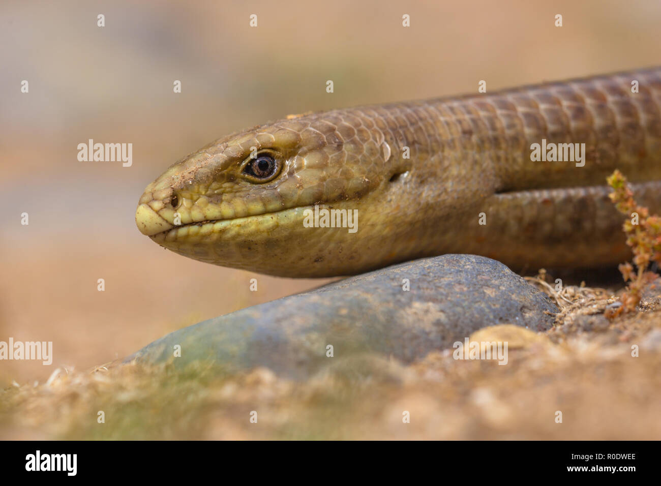 In prossimità della testa del sheltopusik, scheltopusik o unione legless lizard (Pseudopus apodus) è un bicchiere grande rettile trovata dall'Europa meridionale a C Foto Stock