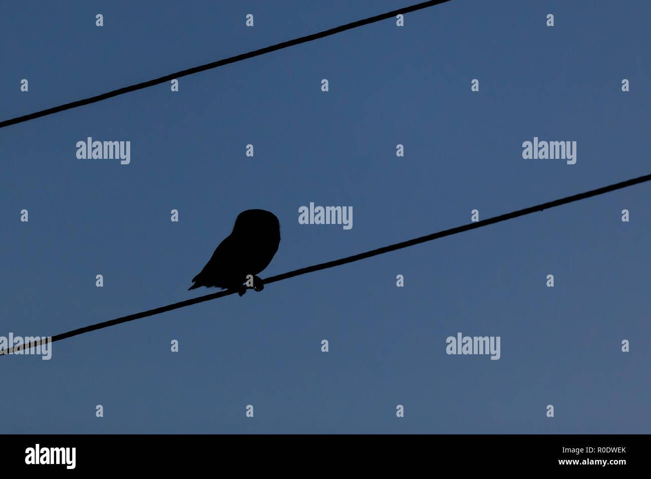 Civetta (Athene noctua) guardando verso il basso a partire da una linea elettrica nella notte Foto Stock