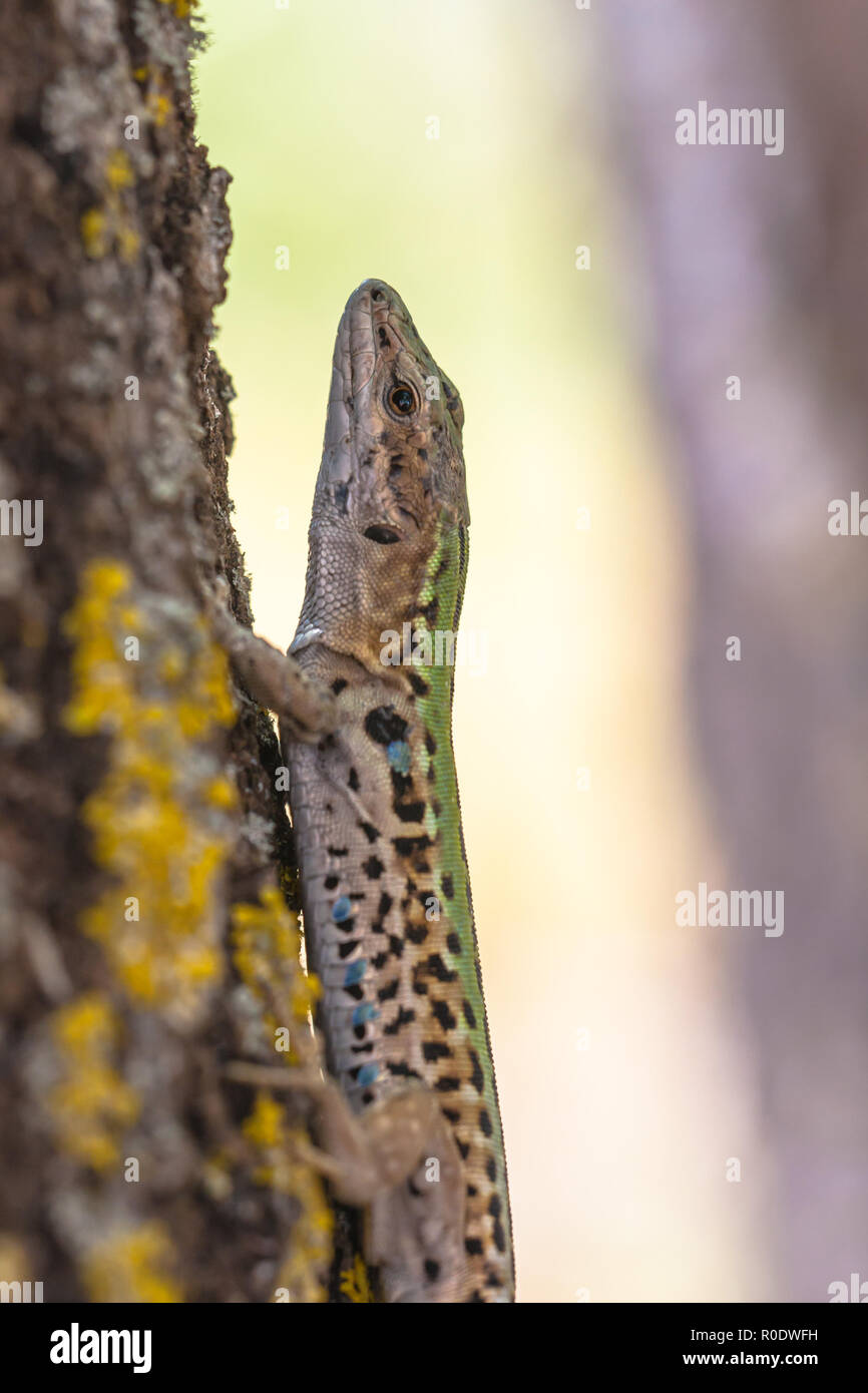 Una di medie dimensioni lizard con un lungo corpo snello con una grande testa profonda, muscolare degli arti, e una coda fino a due volte la lunghezza del corpo. Foto Stock