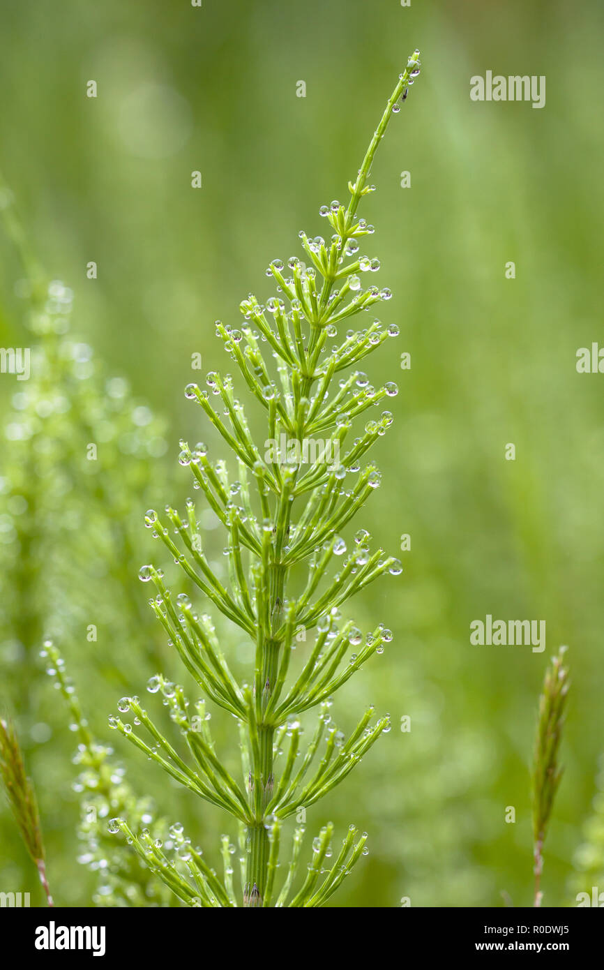 Campo equiseto (Equisetum arvense) può essere uno scomodo pest nel formale Flower Garden Foto Stock