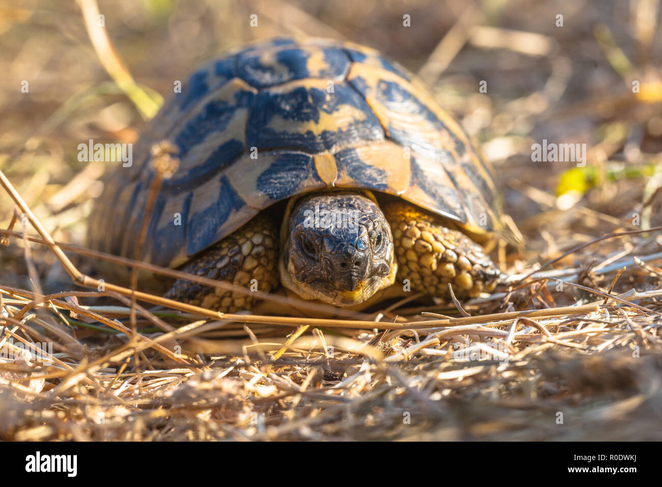 Hermann's tartaruga (Testudo hermanni) è una delle cinque specie di tartaruga tradizionalmente collocato in genere Testudo Foto Stock