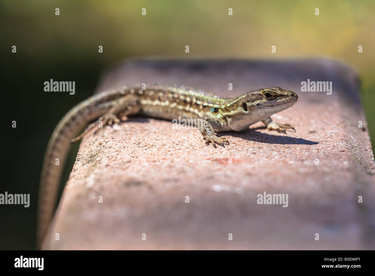 Italian Lucertola muraiola (Podarcis siculus) salendo su una parete Foto Stock