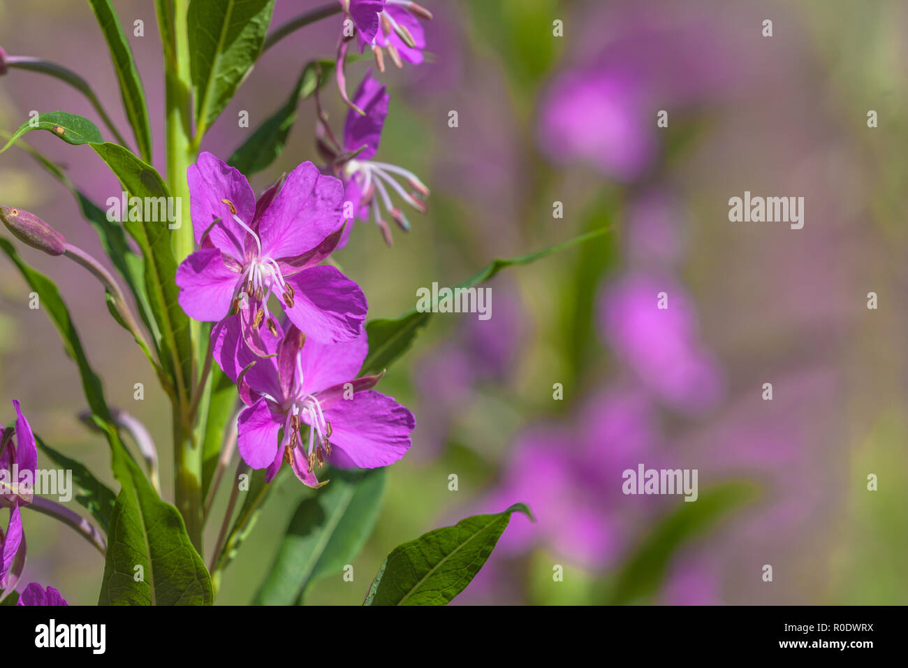 Boccioli di fiori di Willow infestante (Chamerion angustifolium) in una impostazione di montagna Foto Stock