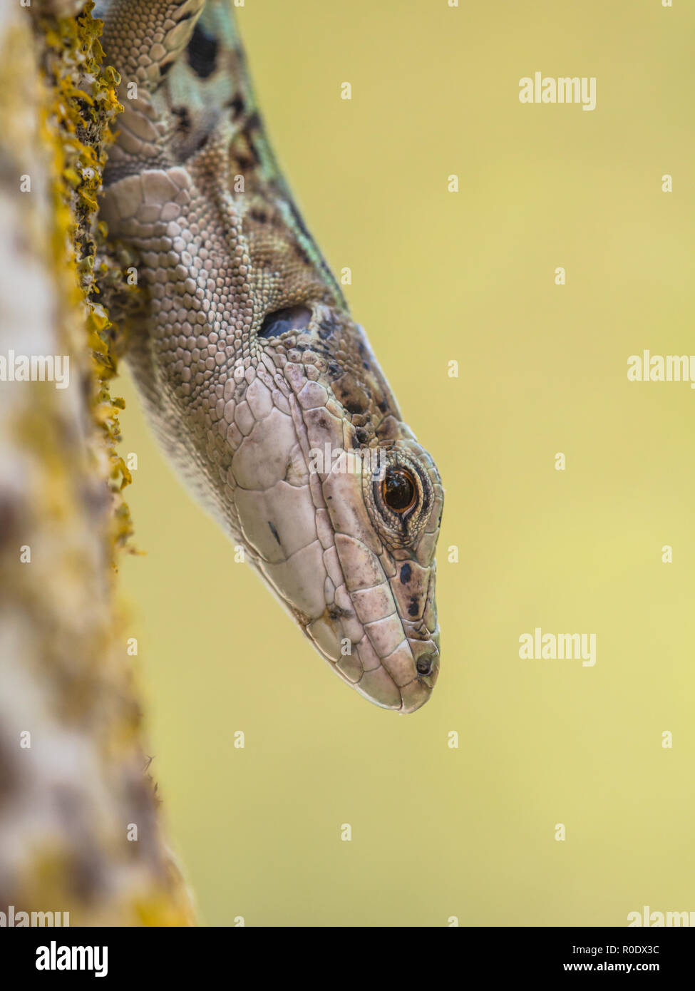 Una di medie dimensioni lizard con un lungo corpo snello con una grande testa profonda, muscolare degli arti, e una coda fino a due volte la lunghezza del corpo. Foto Stock