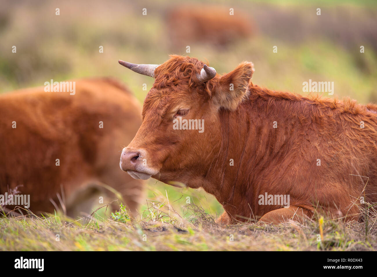 Ritratto di una mucca di appoggio in un prato selvatico, coltivati per carne biologica Foto Stock