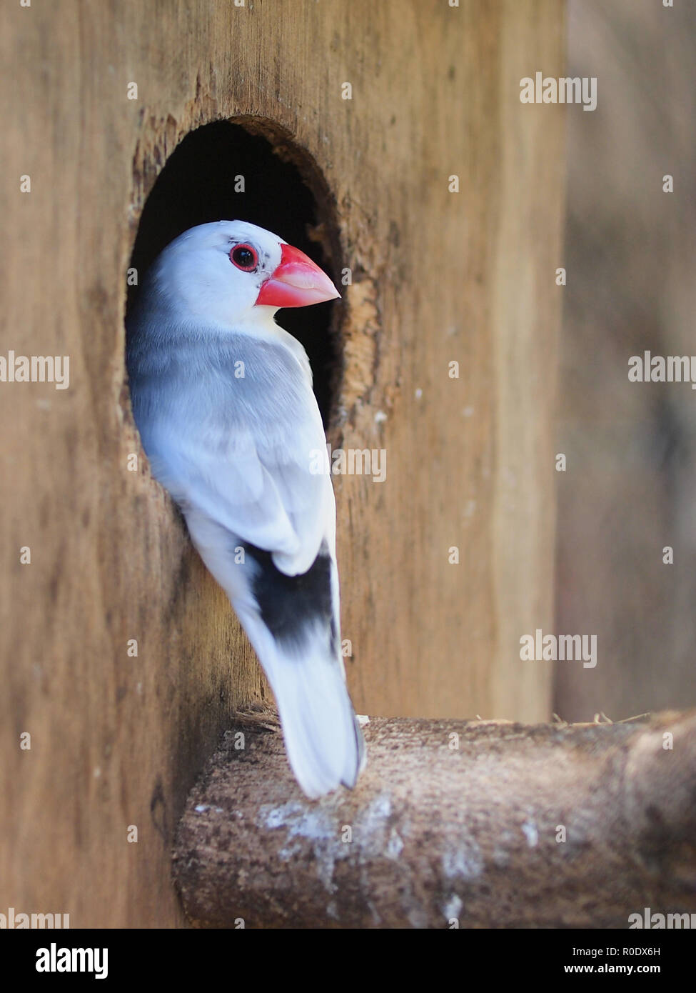 Java Sparrow all'ingresso di una scatola di Nesting Foto Stock