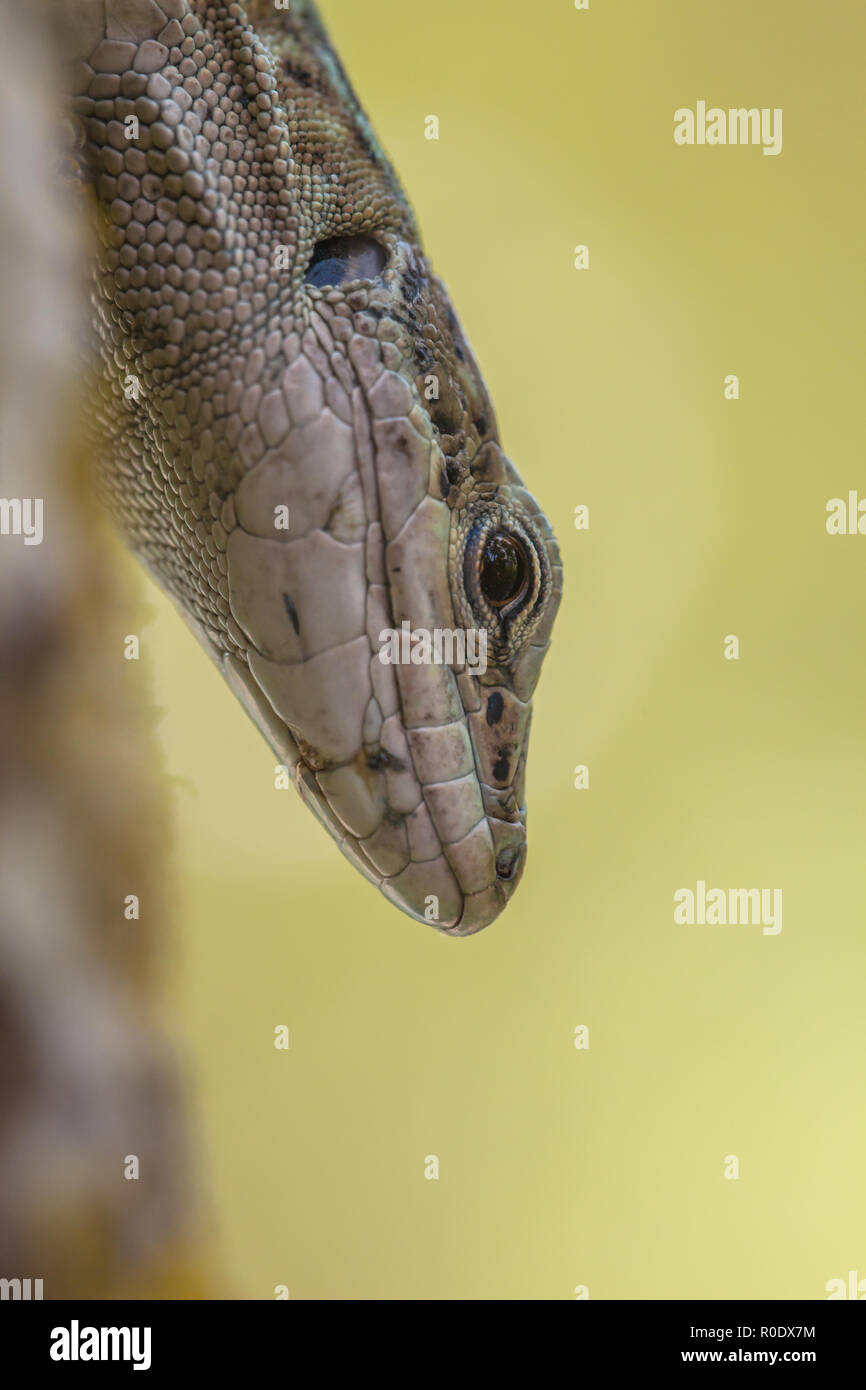 Una di medie dimensioni lizard con un lungo corpo snello con una grande testa profonda, muscolare degli arti, e una coda fino a due volte la lunghezza del corpo. Foto Stock