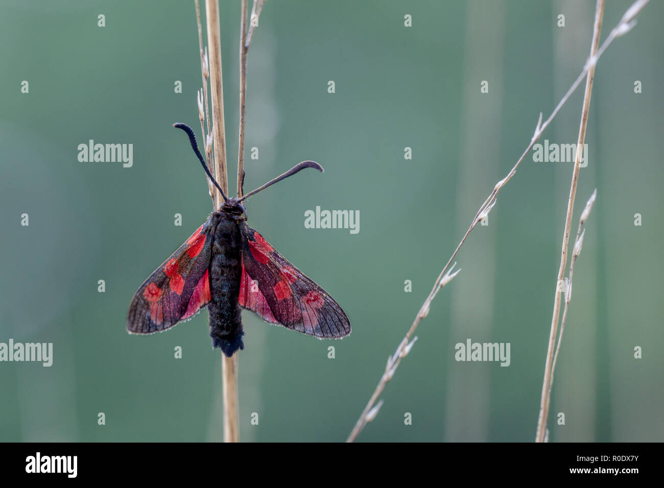 Sei-spot Burnett (Zygaena filipendulae), è un giorno-battenti tarma della famiglia Zygaenidae Foto Stock