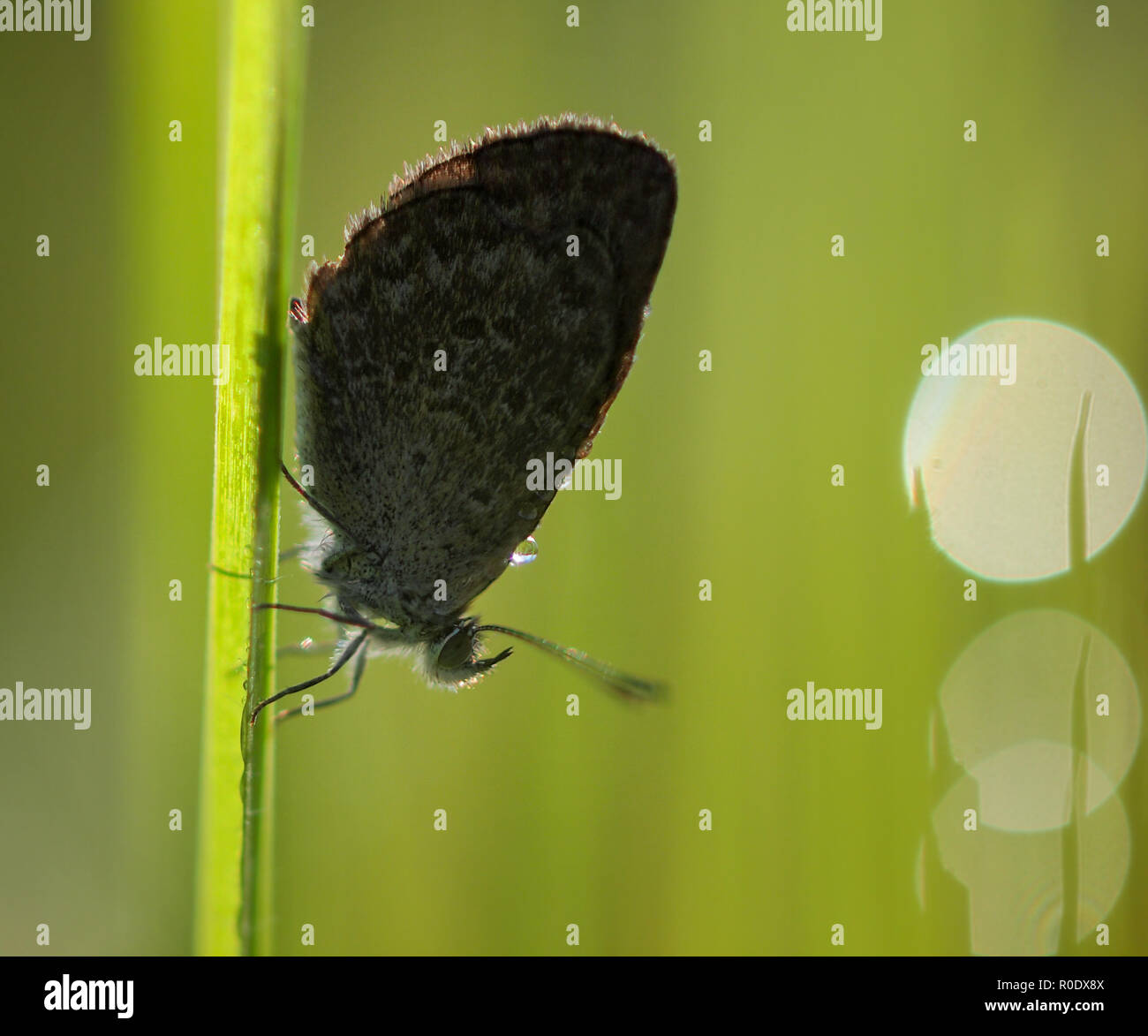 Silhouette di Butterfly (otis Zizina labradus) riscaldare le sue ali in Rising Sun Foto Stock