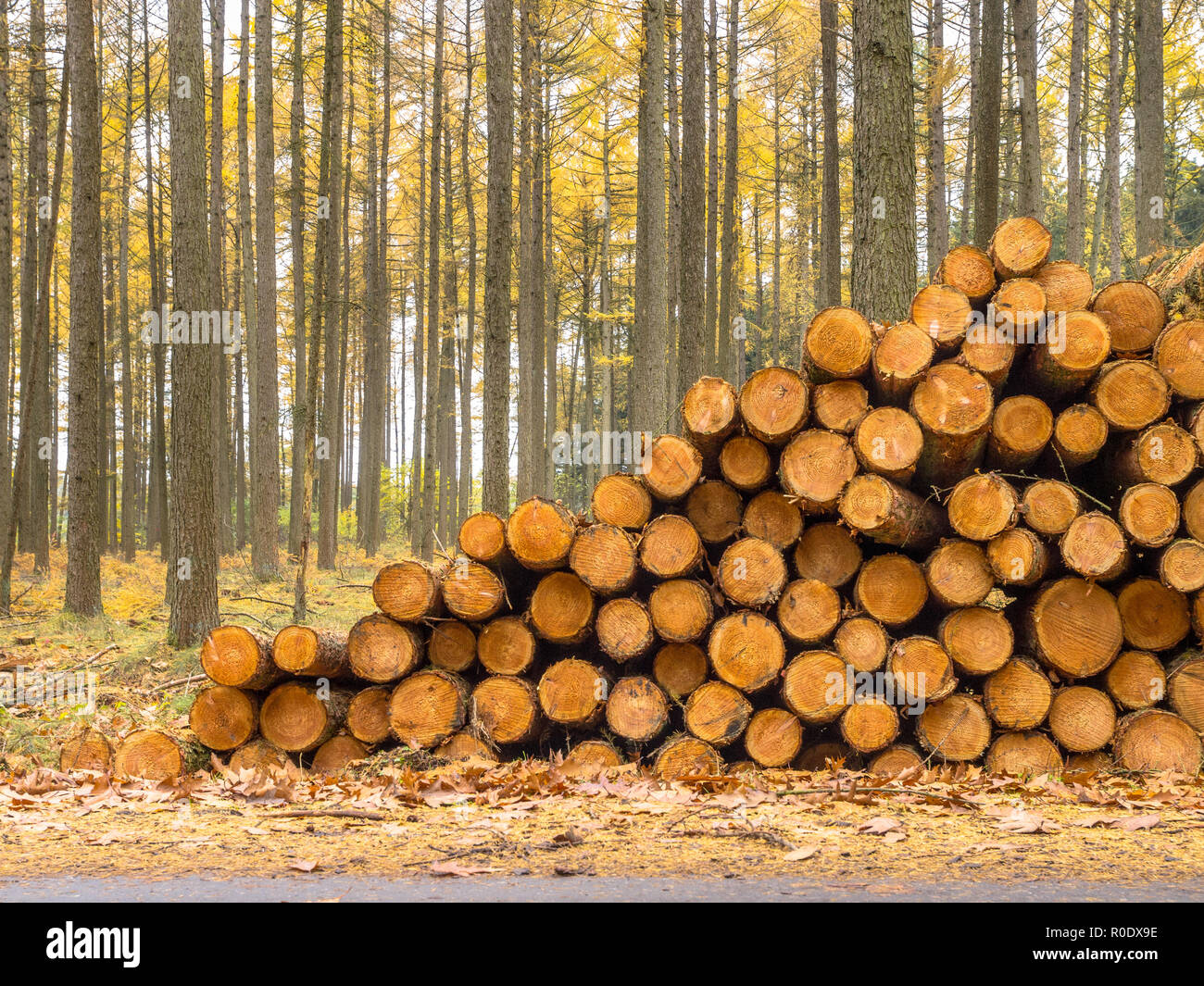 Autunnale di larice (Larix) foresta con pali di legno Foto Stock