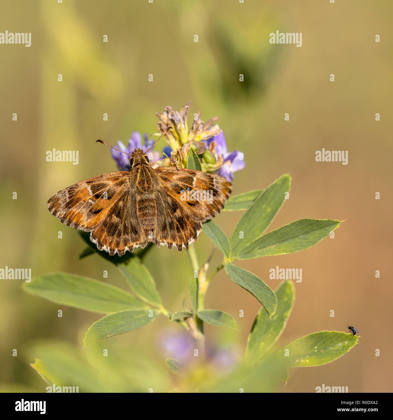 La Malva Skipper (Carcharodus alceae) è una farfalla della famiglia Hesperiidae. Essa si trova nel sud e nel centro Europa, del nord Africa e in Foto Stock