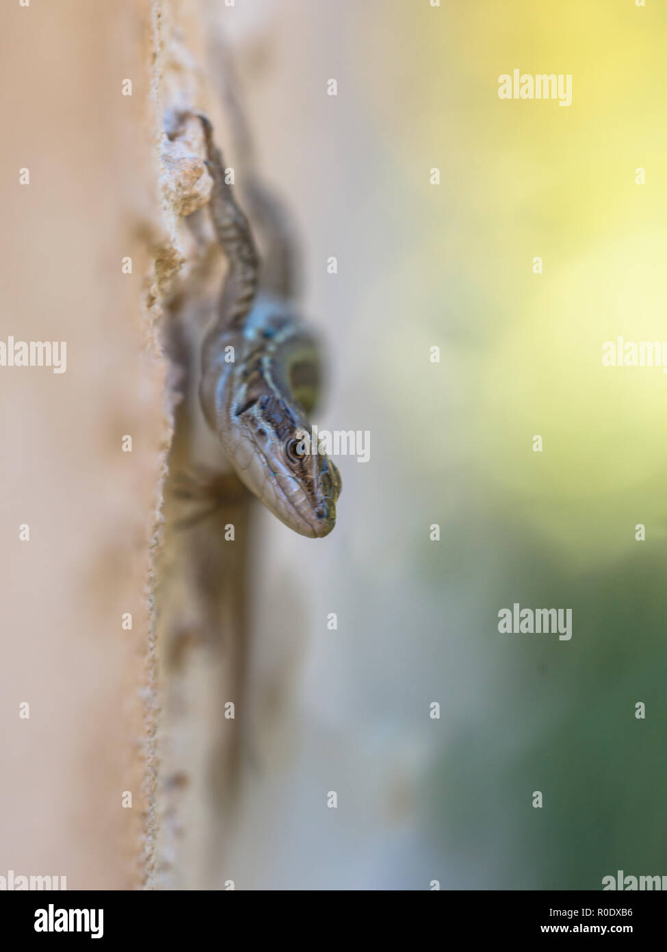 Italian Lucertola muraiola (Podarcis siculus) salendo su una parete Foto Stock