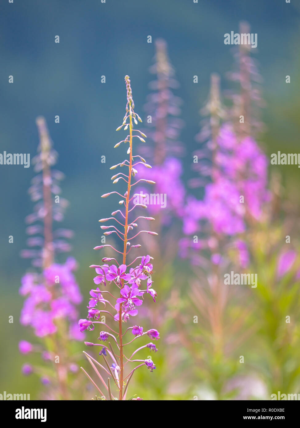 Boccioli di fiori di Willow infestante (Chamerion angustifolium) in una impostazione di montagna Foto Stock