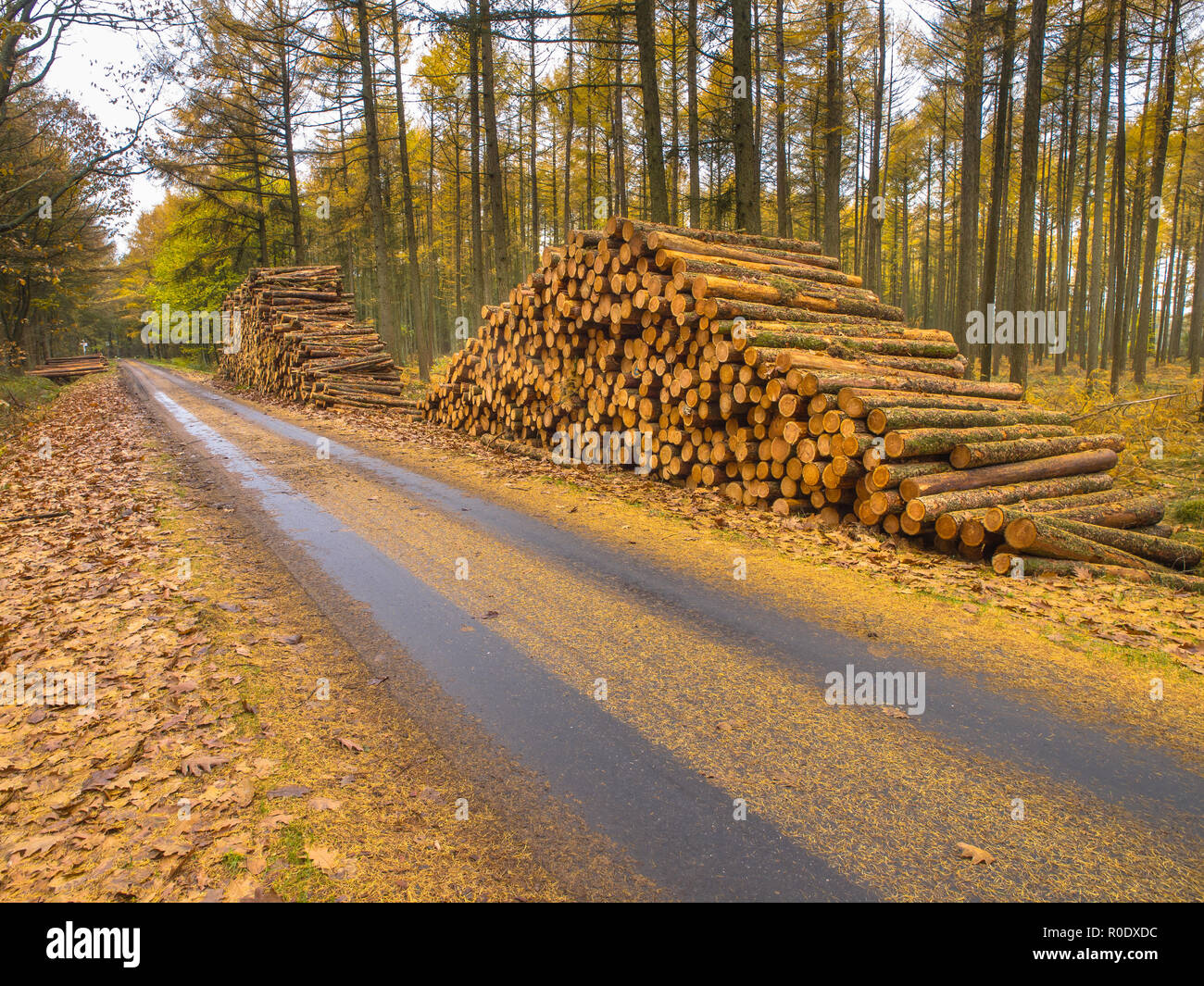 Autunnale di larice (Larix) foresta con pali di legno Foto Stock