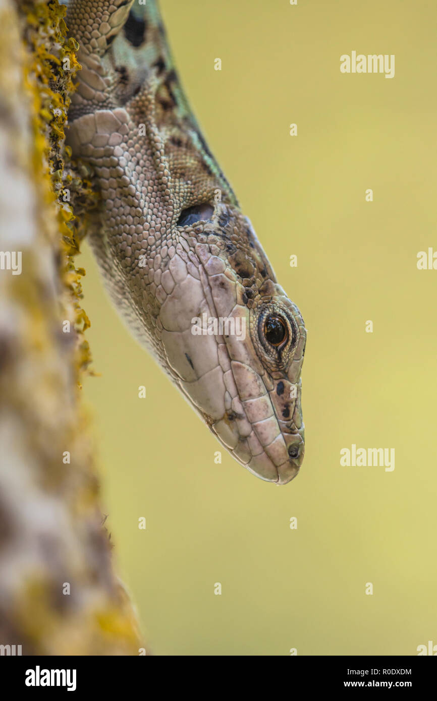 Una di medie dimensioni lizard con un lungo corpo snello con una grande testa profonda, muscolare degli arti, e una coda fino a due volte la lunghezza del corpo. Foto Stock