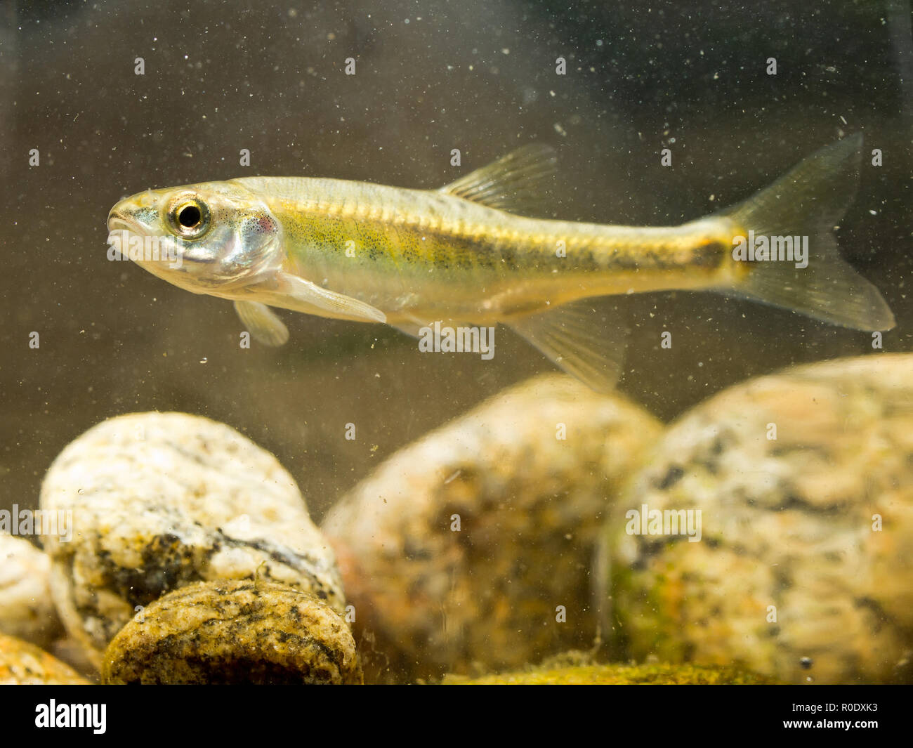 Eurasian minnow (Phoxinus phoxinus) è un piccolo pesce Carp i membri della famiglia che vivono in rapidi fiumi in Eurasia Foto Stock