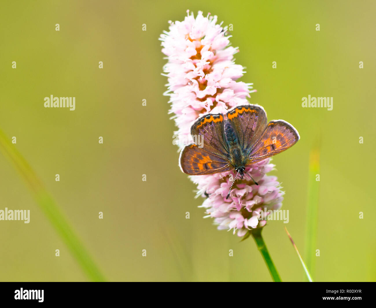Due maschio violetta di rame (farfalla Lycaena helle) con iridescenza blu sulla loro ali Foto Stock