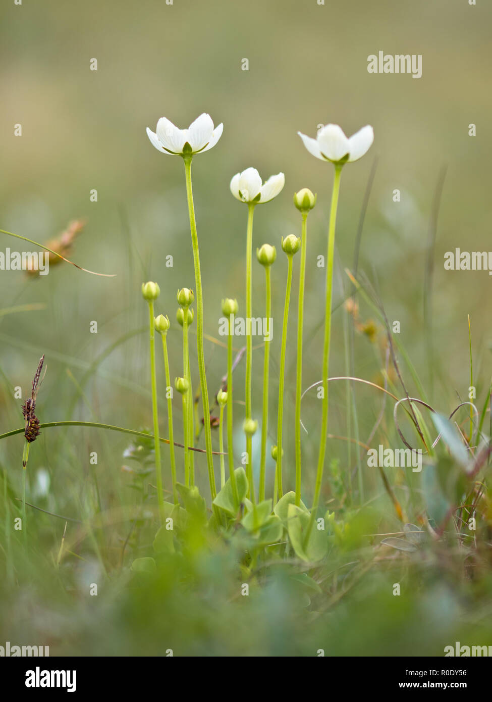 Parnassia pallustris fiore in habitat naturale con profondità di campo Foto Stock
