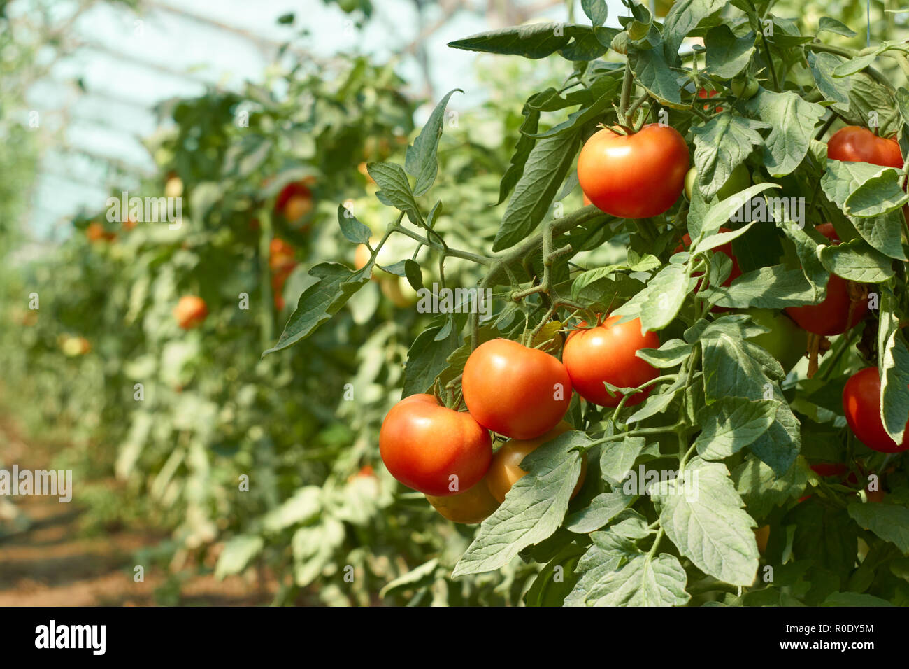 Grappolo di pomodori rossi che la maturazione in serra Foto Stock