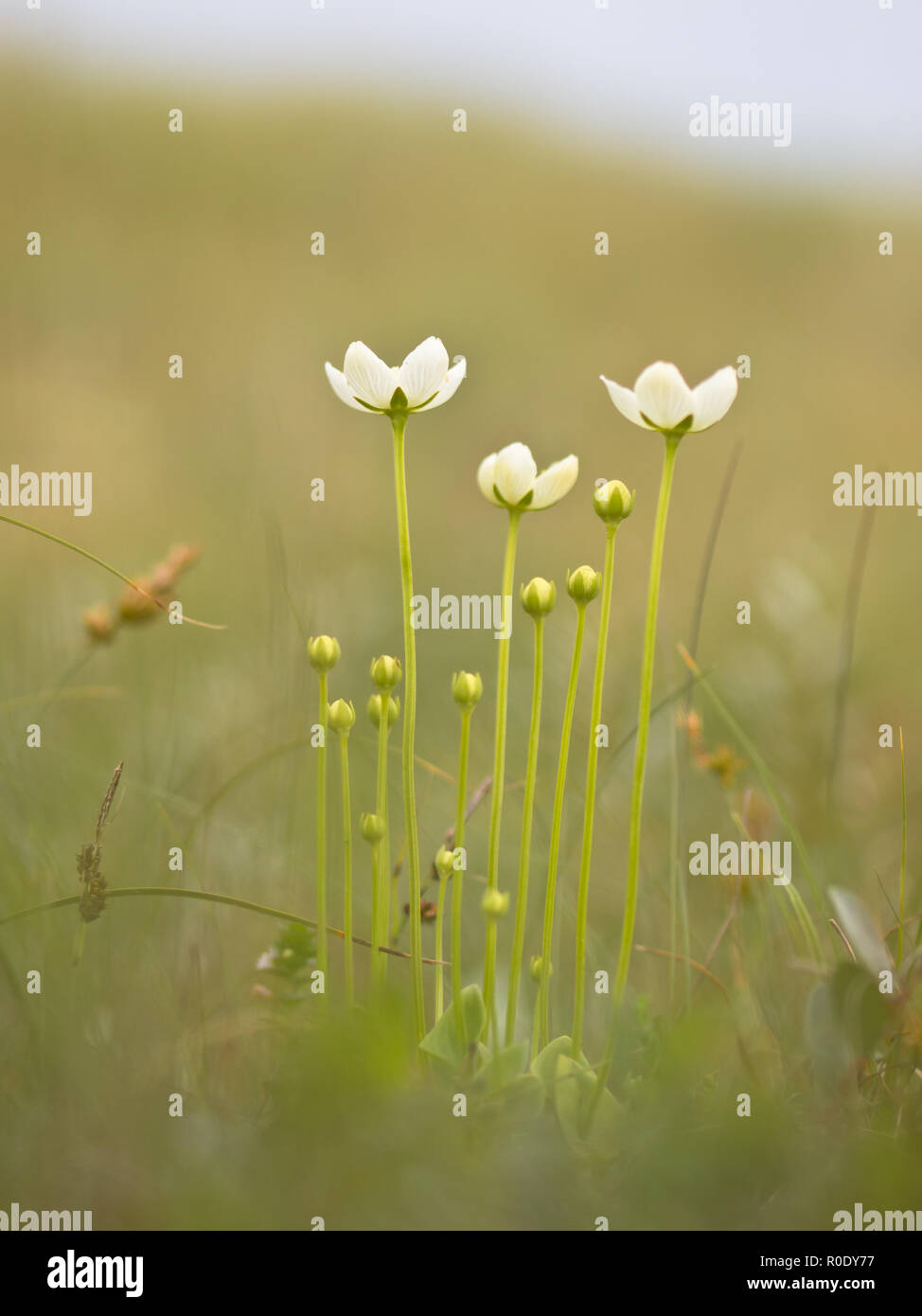 Parnassia pallustris fiore in habitat naturale con profondità di campo Foto Stock