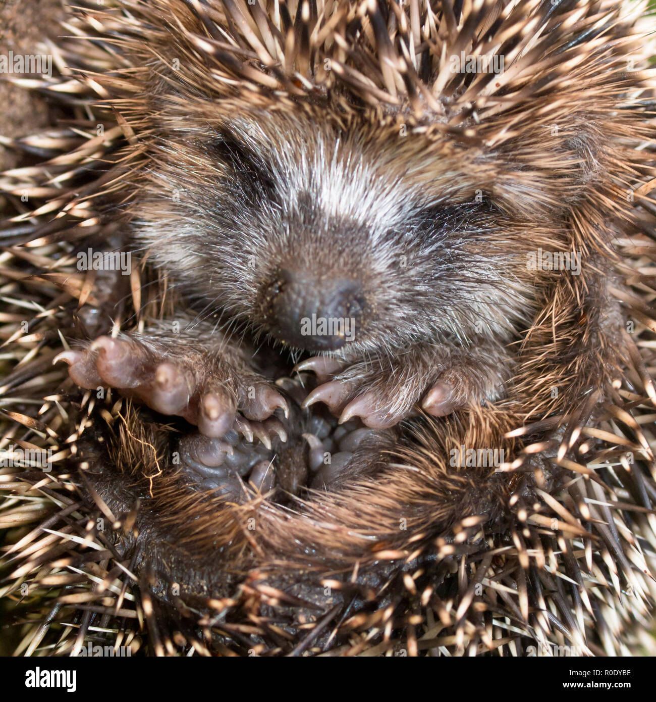 West European riccio (Erinaceus europaeus,) preparare per la modalità di ibernazione Foto Stock