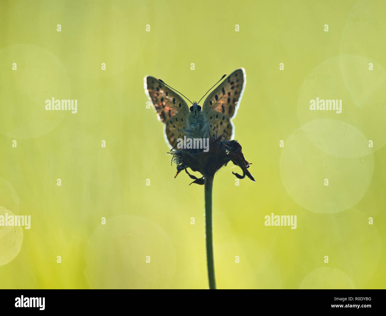 Back lit fuligginosa rame (farfalla Lycaena tityrus) in un campo di erba Foto Stock