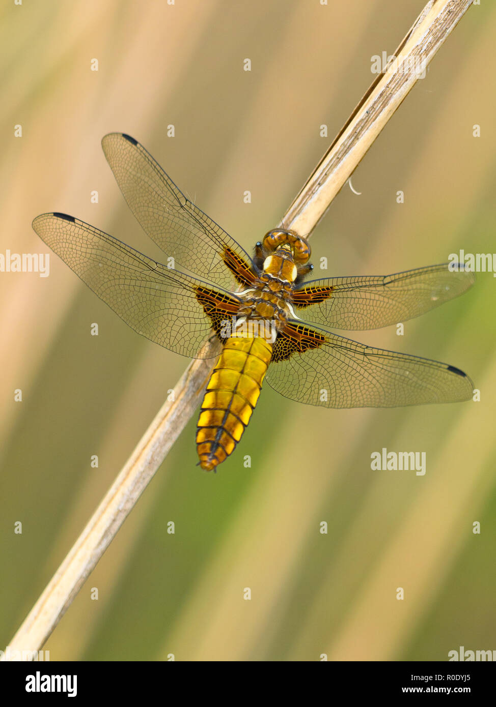 Bella Wild ampia corposo Chaser Dragonfly (Libellula depressa) Foto Stock