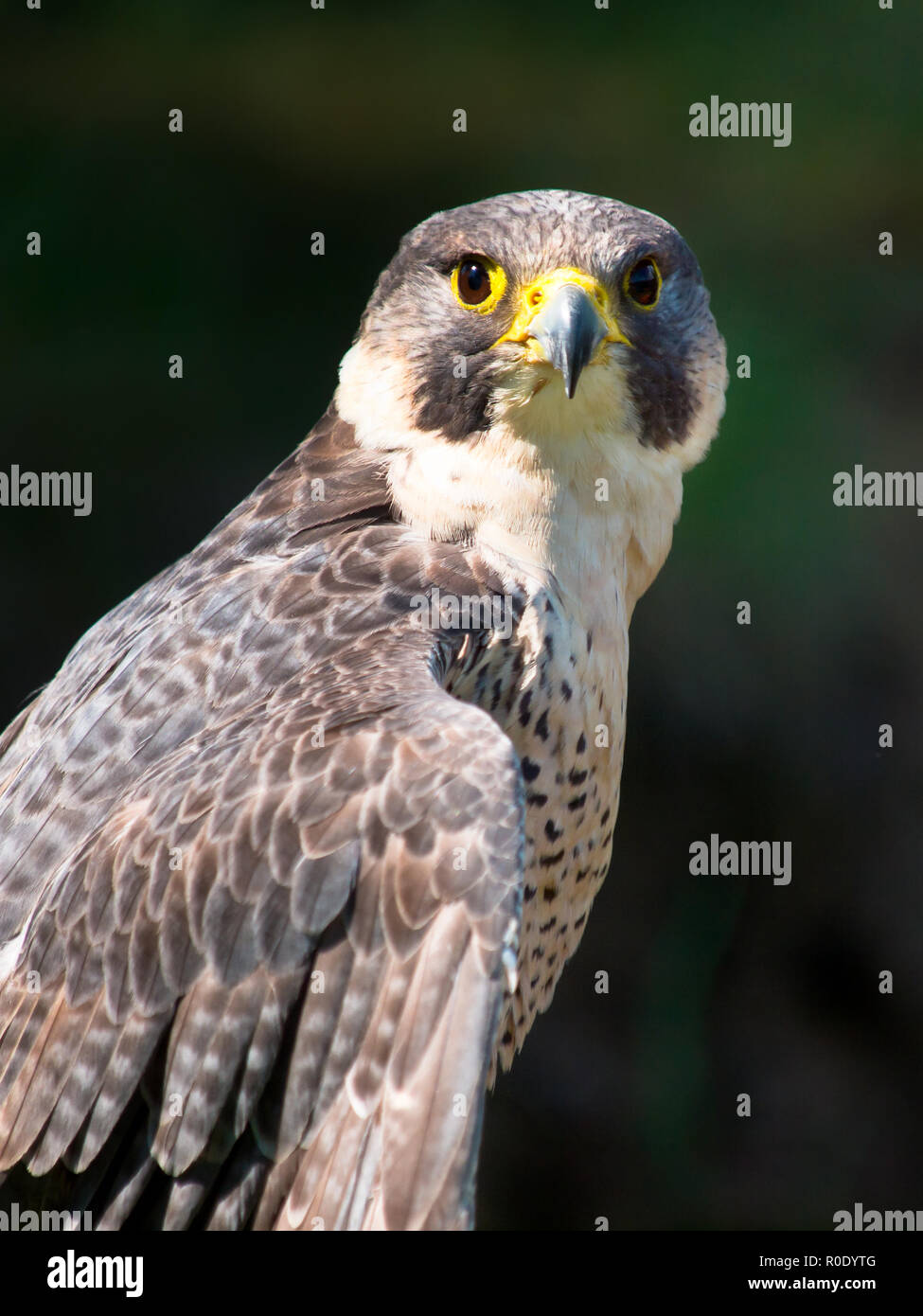 Falco pellegrino rapace ritratto Foto Stock