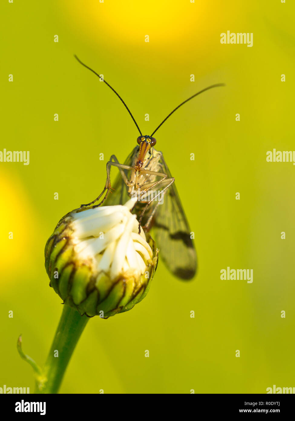 Scorpion fly (panorpa communis) su oxeye daisy bud con sfondo verde Foto Stock