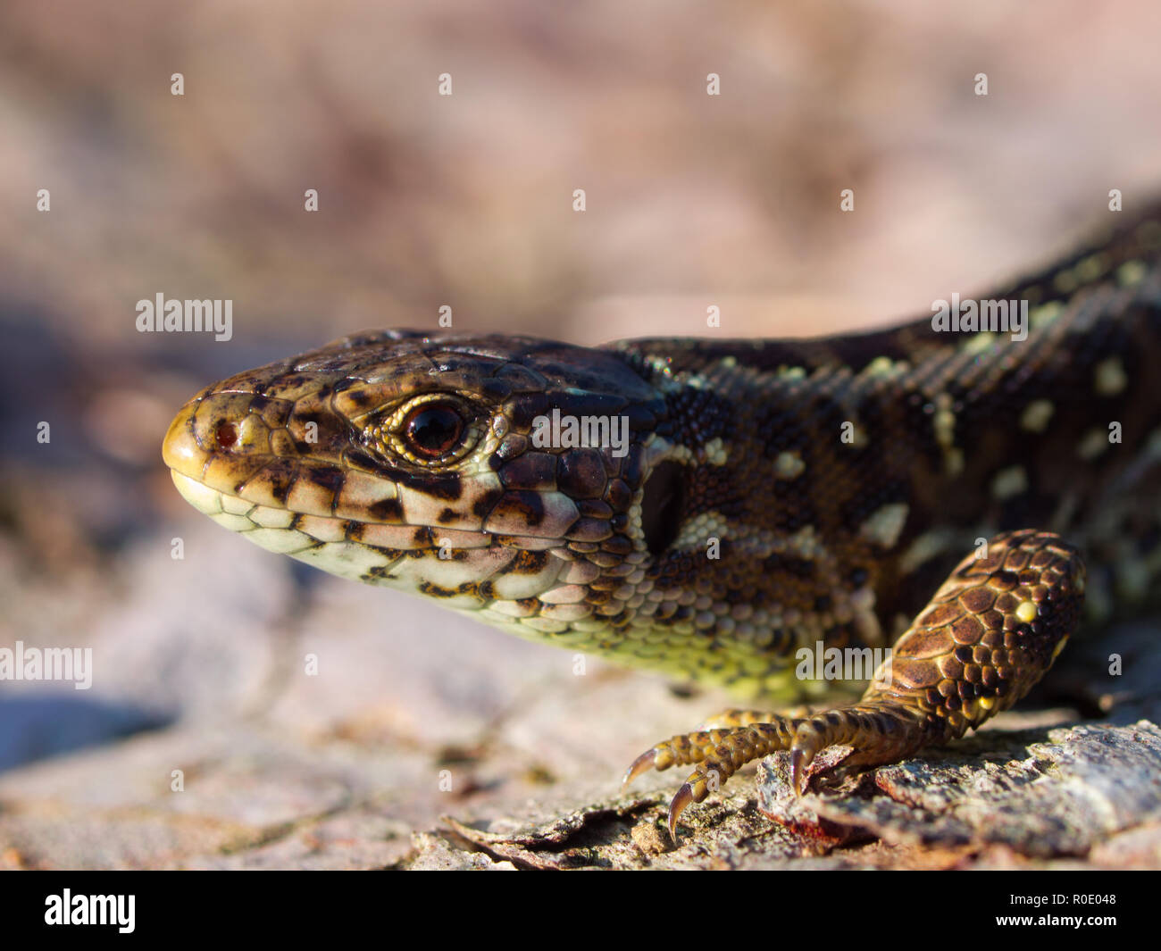 Biacco lato verticale con testa in alto Foto Stock