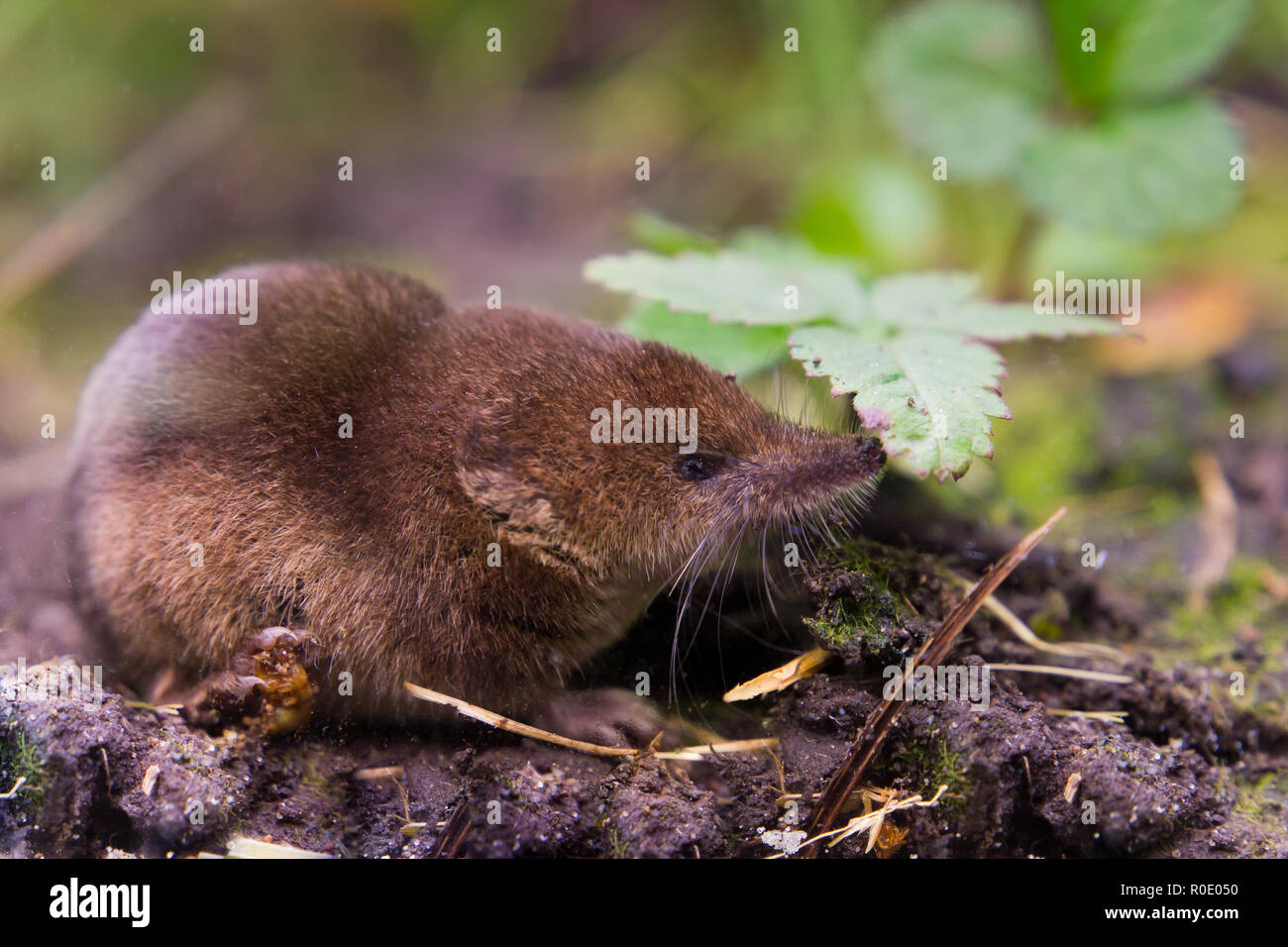 Comune di Megera (Sorex araneus) close up Foto Stock