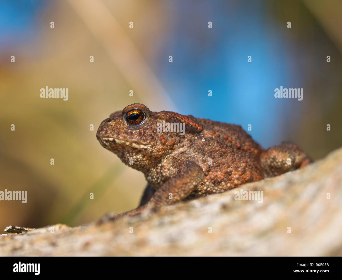 Il rospo comune Bufo Bufo sul log vista laterale Foto Stock