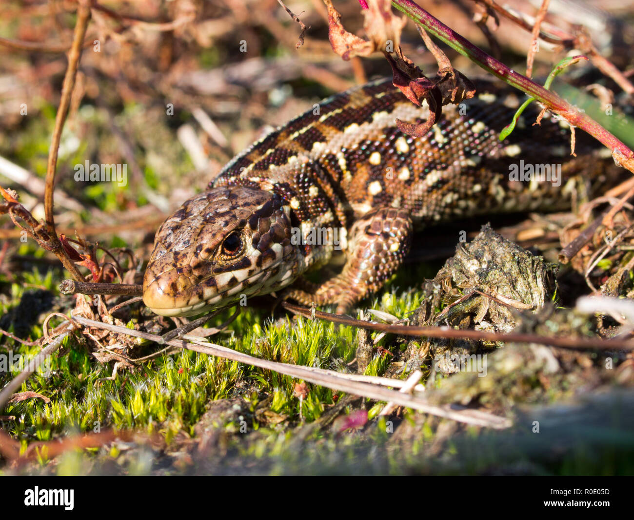 Biacco portrait lato alto Foto Stock