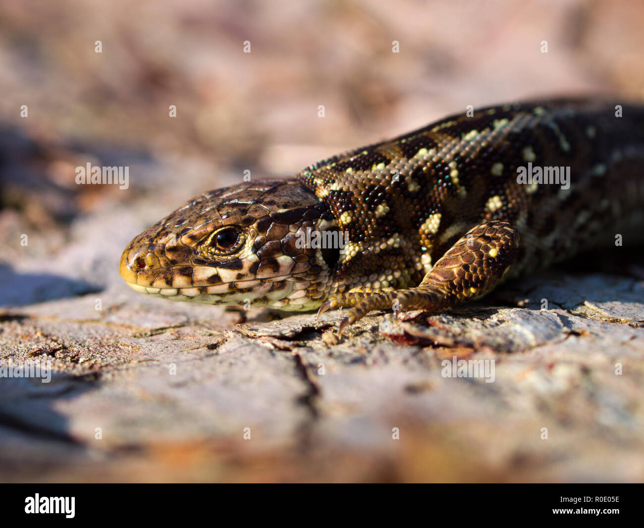 Biacco portrait lato vicino fino Foto Stock