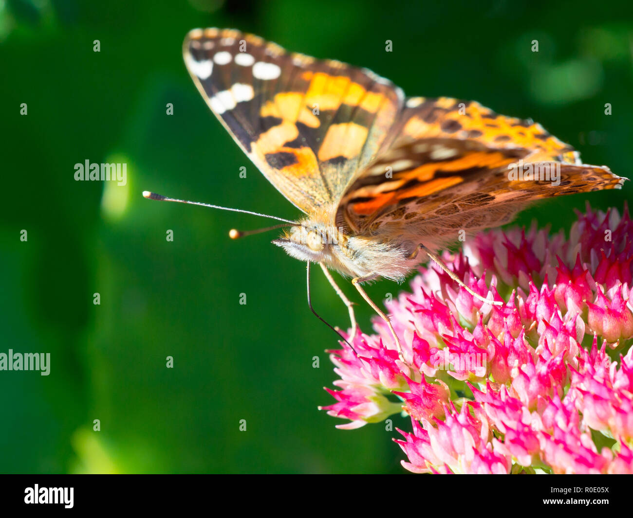 Dipinto di lady (Vanessa cardui) seduto sul sedum al sole Foto Stock